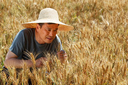 麦田里观察稻谷的农民高清图片