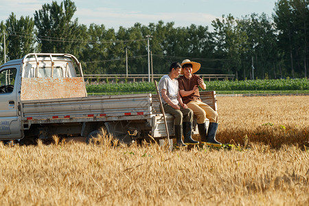 视频小麦坐在车上使用手机的农民背景