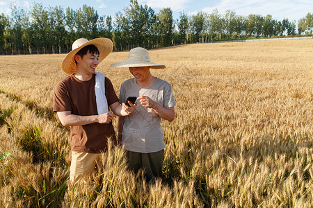 通讯科研科研人员和农民在麦田里交流技术背景