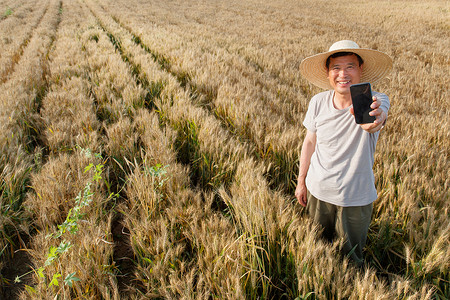 拿着麦穗的男人农民站在麦田里使用手机背景