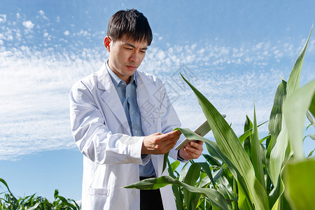 白菜地科研人员在玉米地里研究背景
