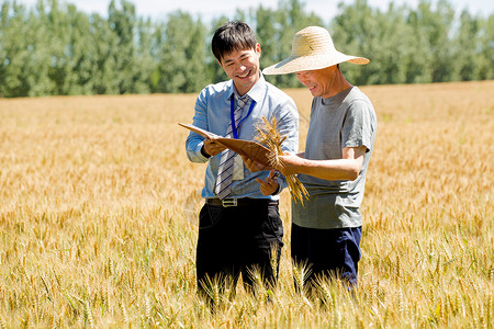 农业技术员科研人员和农民在麦田里交流技术背景