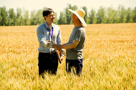 科研人员和农民在麦田里交流技术高清图片