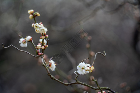 春天的梅花图片