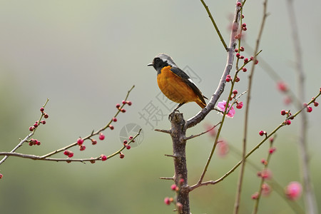 梅花花枝红梅树上的美丽小鸟背景