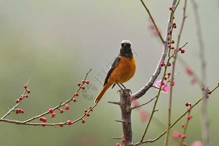 红梅报春红梅树上的美丽小鸟背景