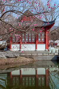 早春梅花与中式传统古建筑高清图片