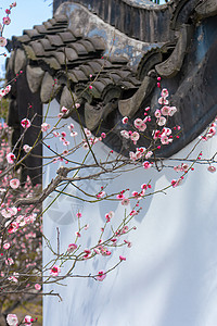 早春梅花与中式传统古建筑背景图片