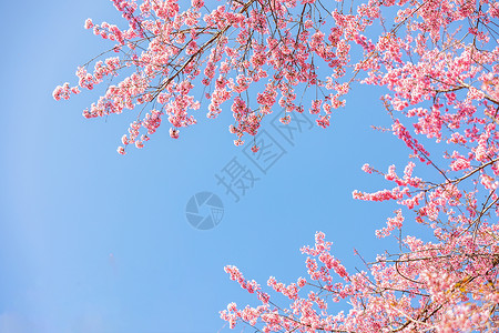 春天浪漫唯美樱花背景图片