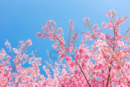 春天浪漫唯美樱花背景图片