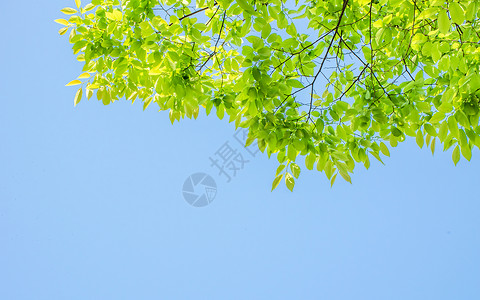 春季元素边框春季蓝天下的绿叶边框背景