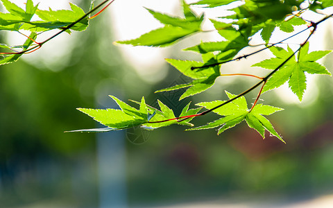 绿色园林景观春天眼光下的绿叶背景