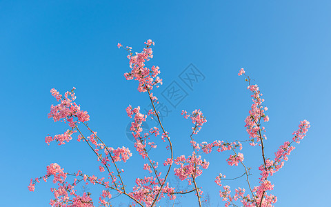 蓝丝蓝天下的垂丝海棠背景