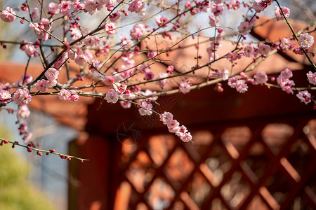 春日阳光春天阳光下的梅花背景