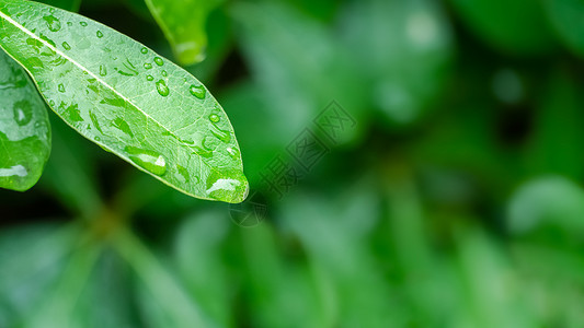 春天叶子上的雨水背景图片