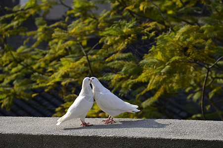 我爱小鸟素材石台上亲吻的鸽子背景