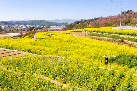 春天油菜花田野图片