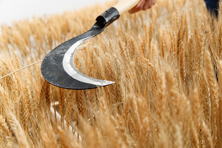 农民用镰刀收割小麦图片