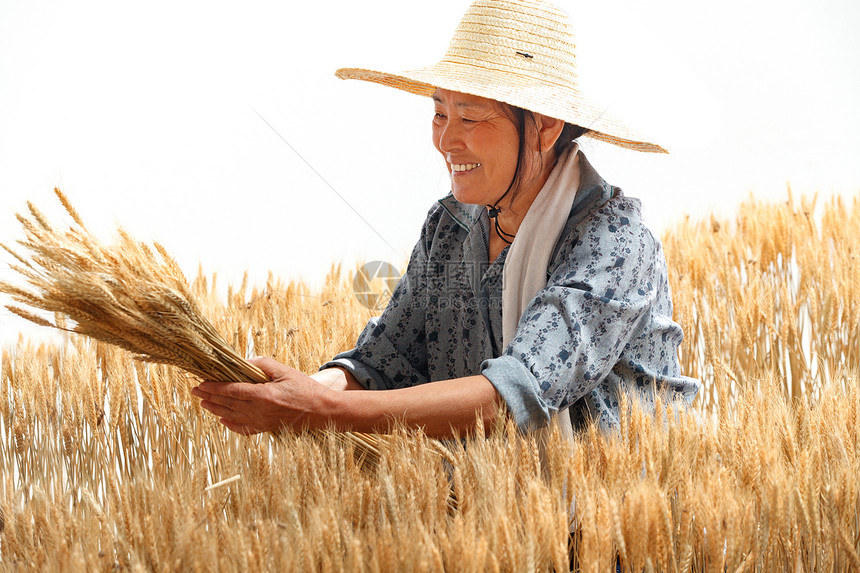 在麦田里劳动的农民图片