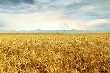 金色饱满麦子麦田背景