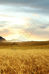 金色饱满小麦麦田背景