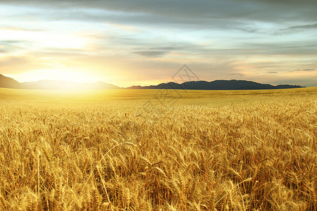金色饱满小麦麦田背景