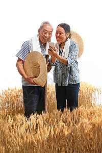 田里夫妇农民夫妇在麦田里用手机视频背景