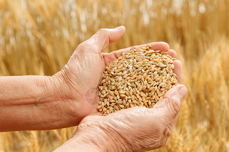 金色饱满麦子农民双手捧着麦粒背景