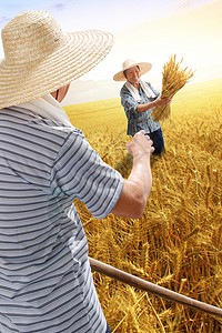 农民夫妇在麦田里收割麦子图片