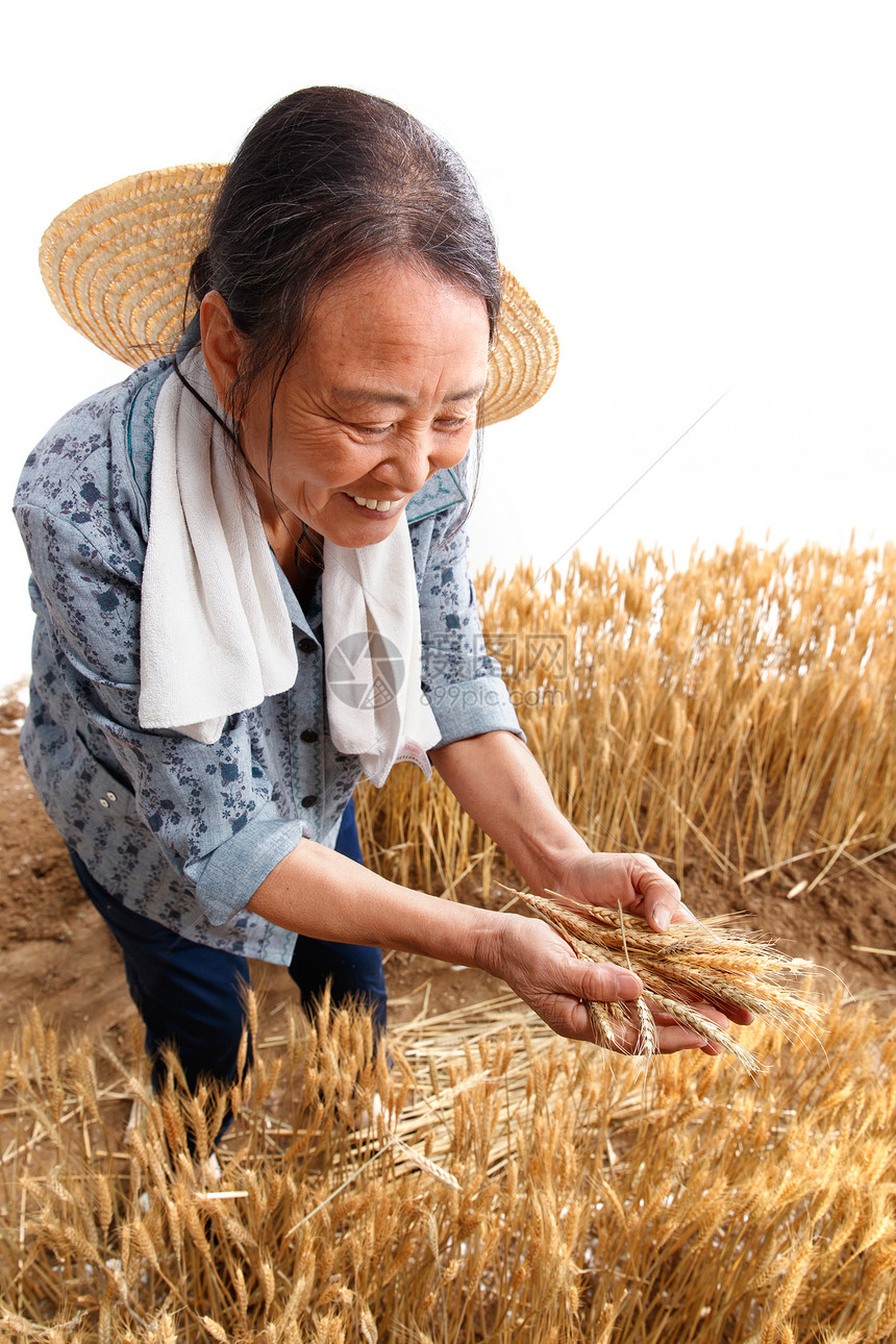 在麦田里劳动的农民图片