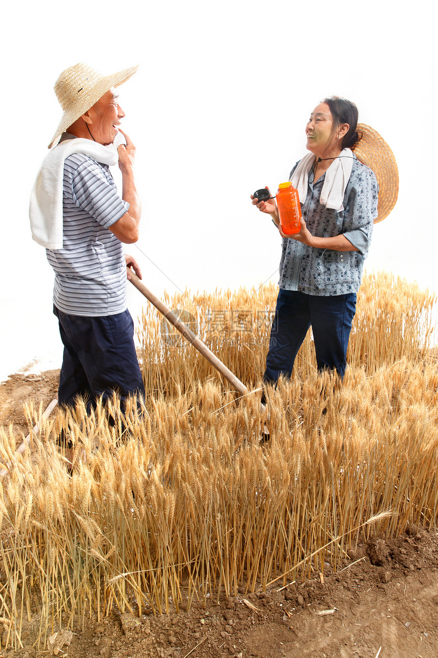 农民夫妇在麦田里劳动图片