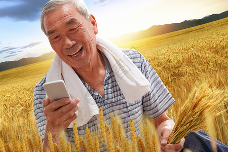 麦田里的农民看手机图片