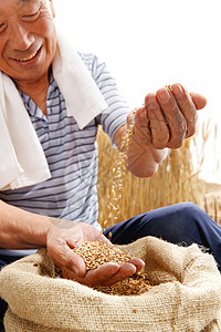 拿着麦穗的男人农民用手捧着麦粒背景