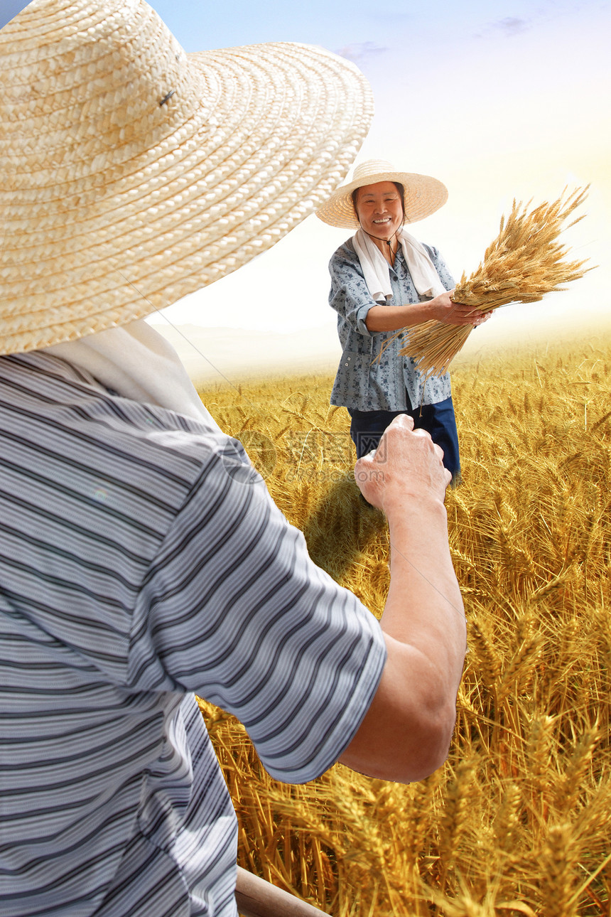 农民夫妇在麦田里收割麦子图片