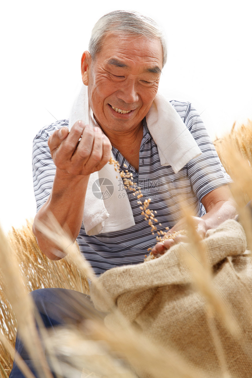 农民用手捧着麦粒图片