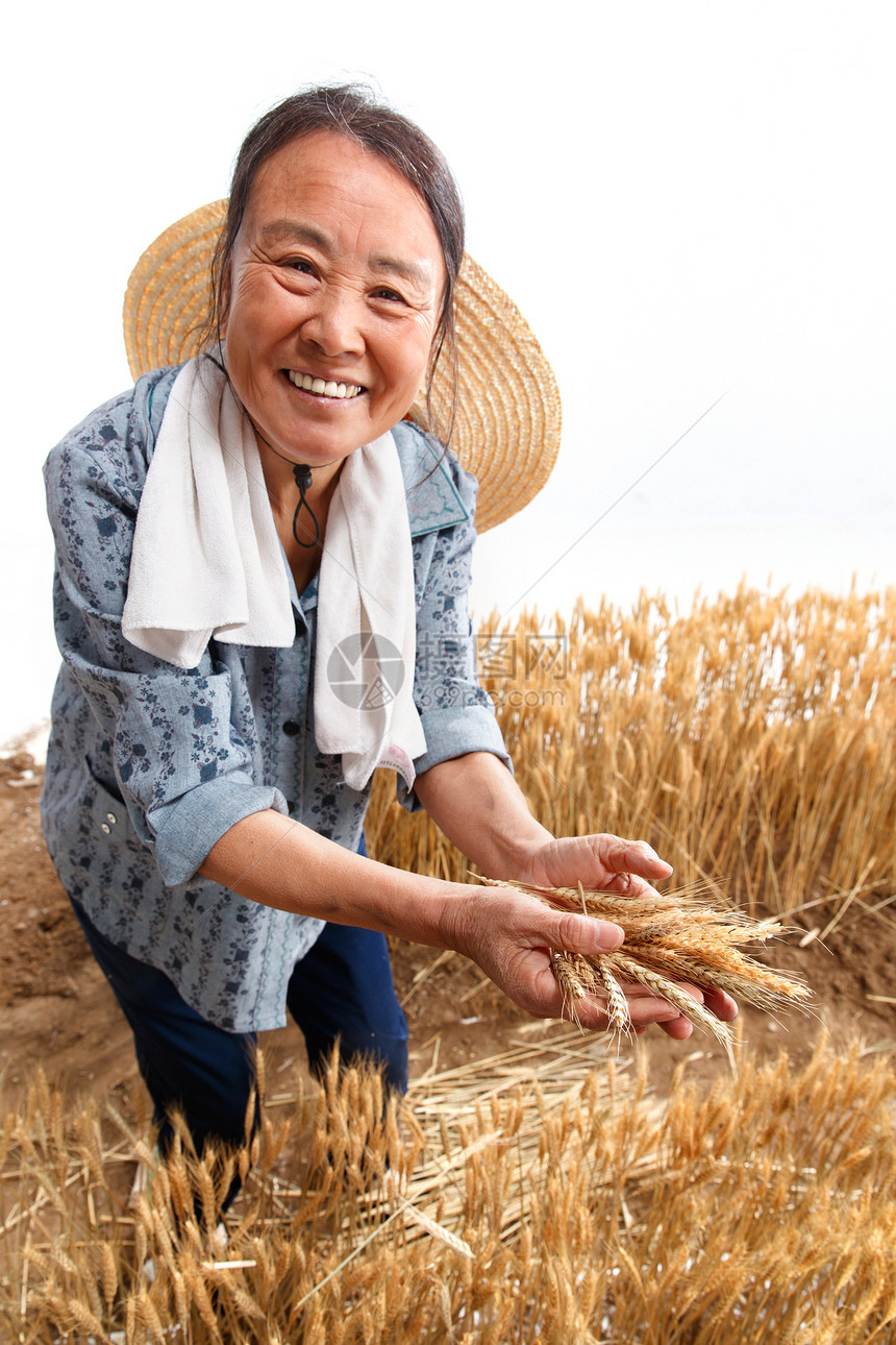 在麦田里劳动的农民图片