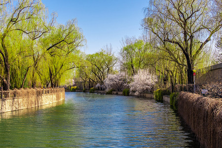 柳树绿了河岸边浪漫唯美的柳树桃花背景