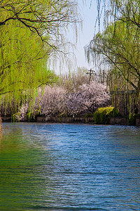 春天浪漫唯美的河边沙提上的柳树桃花背景图片