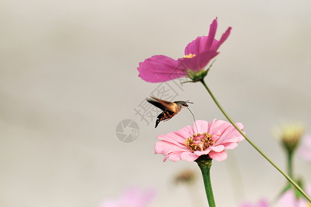 在菊花上采蜜的蜜蜂高清图片