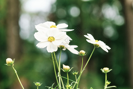 白色洋甘菊白色小菊花高清图片