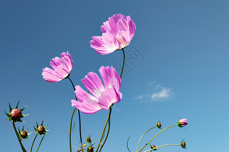 粉色太阳花蓝天下的格桑花背景