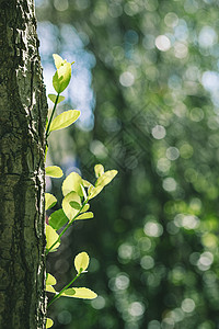 春天树上长出的嫩芽高清图片