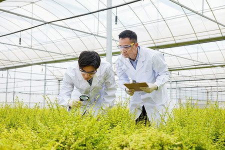 农业科研人员实地考察观察植物背景