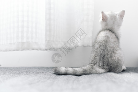 手绘猫咪背影看向窗外的可爱银渐层宠物猫背影背景