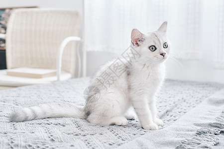 居家白色地毯背景上可爱的白色猫咪白猫高清图片
