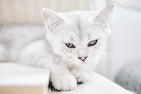 大白猫在椅子上犯困的可爱银渐层宠物猫背景
