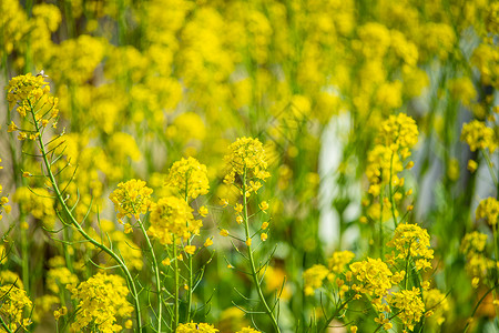 暖黄色花朵春天的油菜花背景