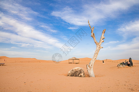 宁夏沙坡头沙漠中的枯树高清图片