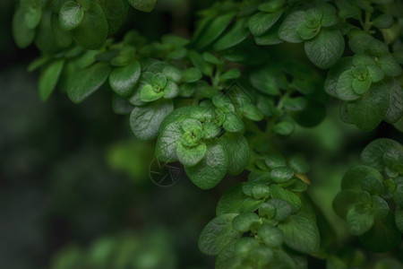 绿色植物嫩绿的冷水花图片