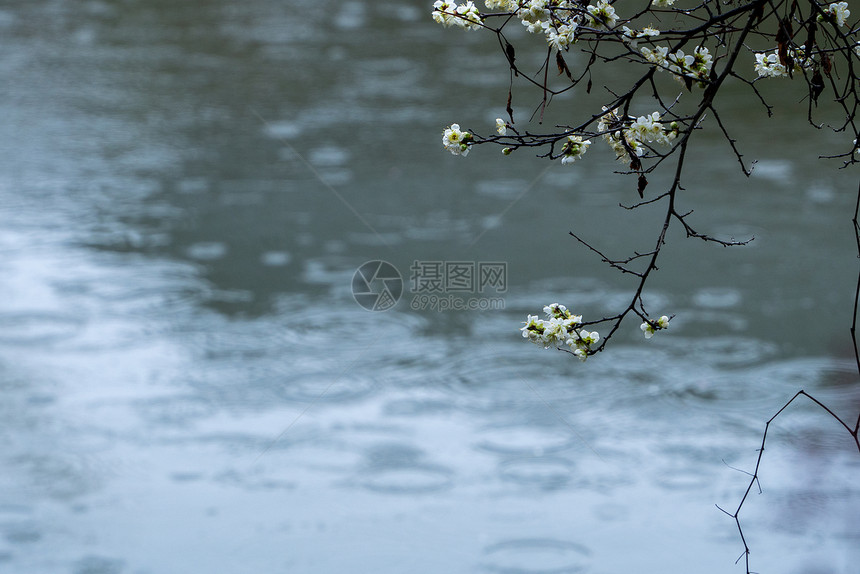 春雨下的梅花图片